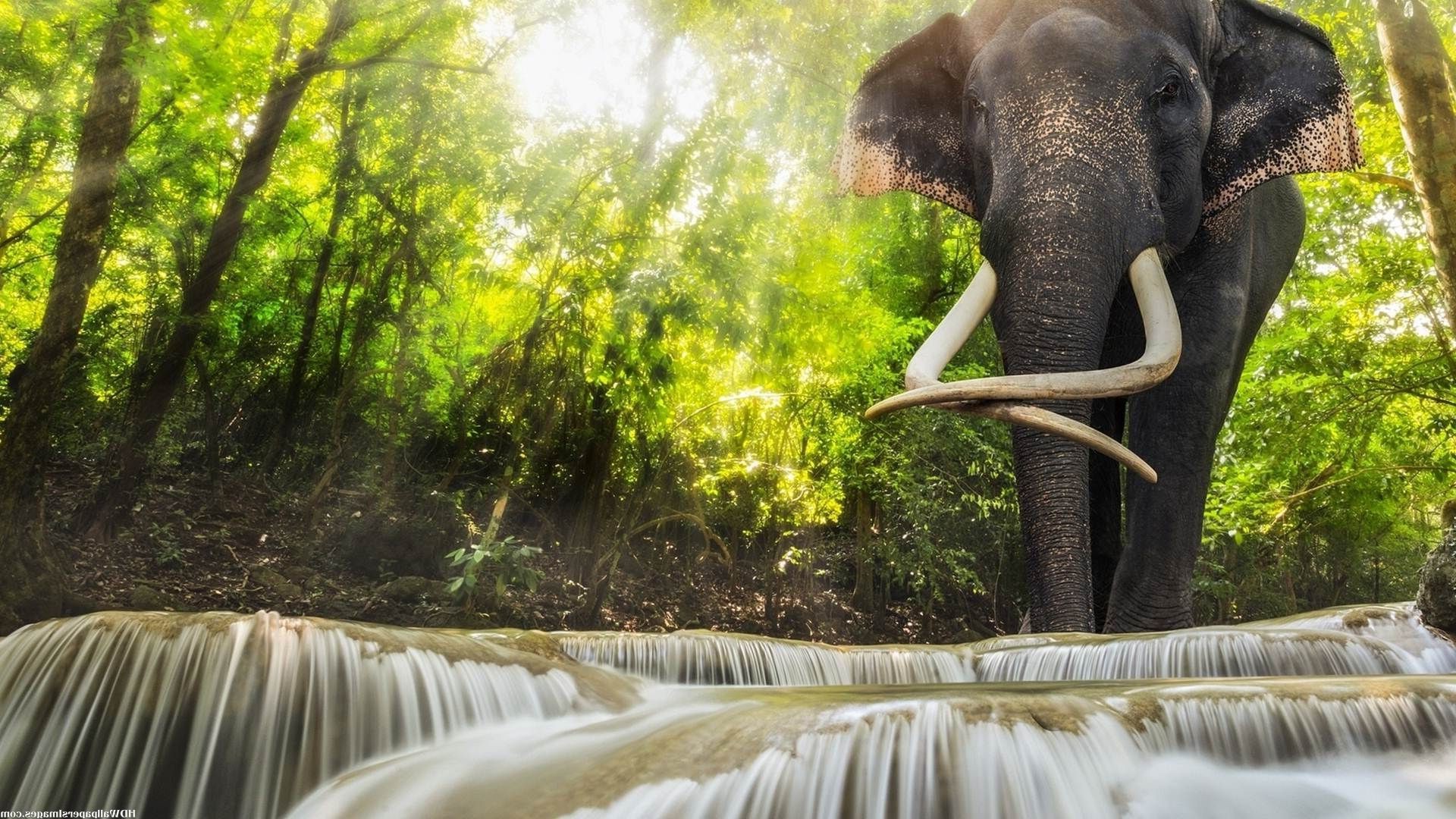 一头猛犸象在瀑布旁的河边散步