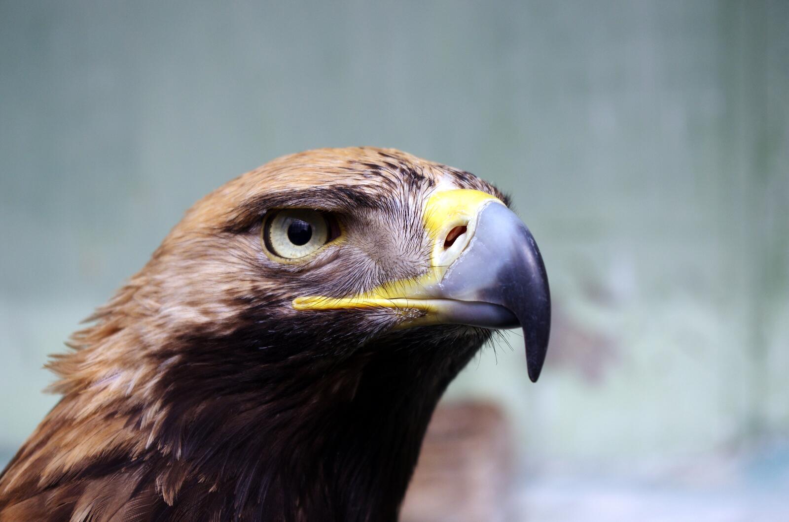 Free photo Portrait of an eagle side view
