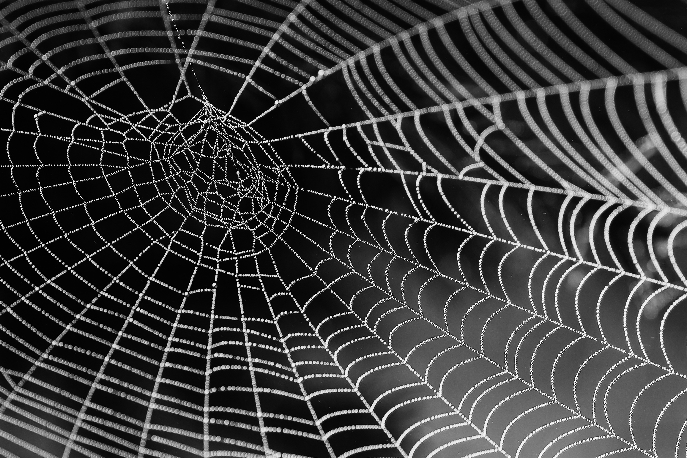 免费照片水珠的蜘蛛网