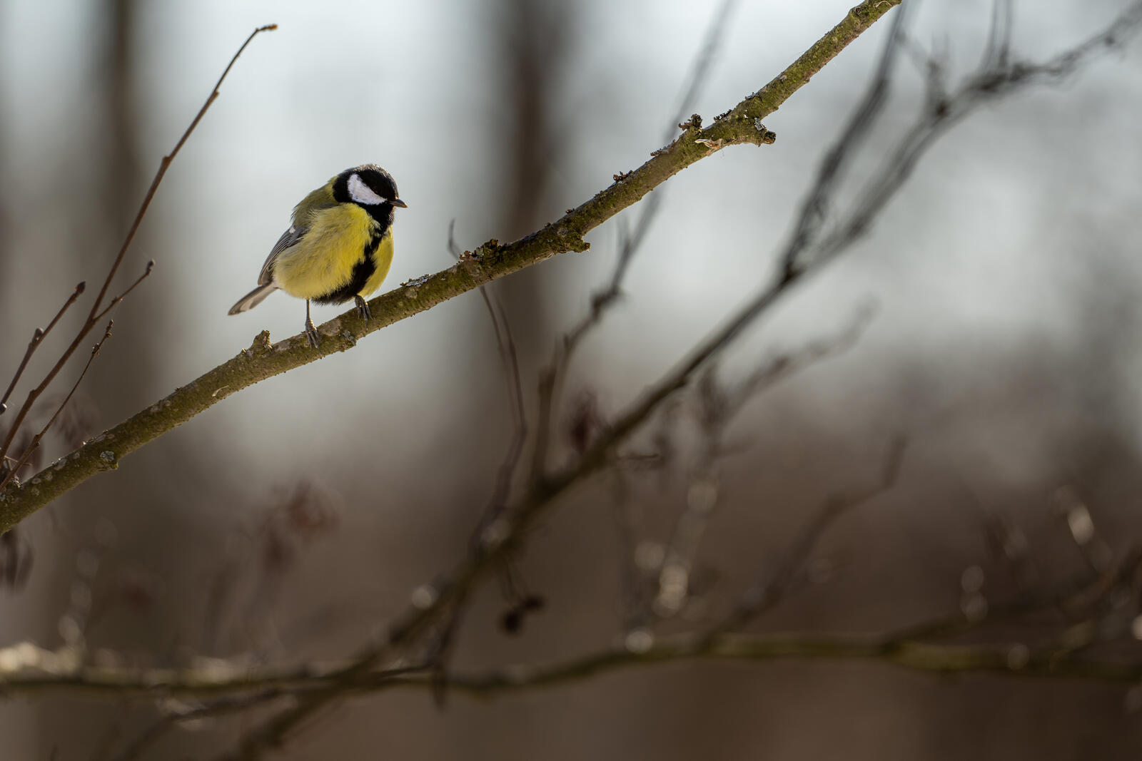 Free photo A tit sits on a twig in spring
