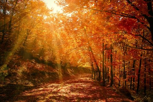 Sunbeams in the autumn forest are golden in color