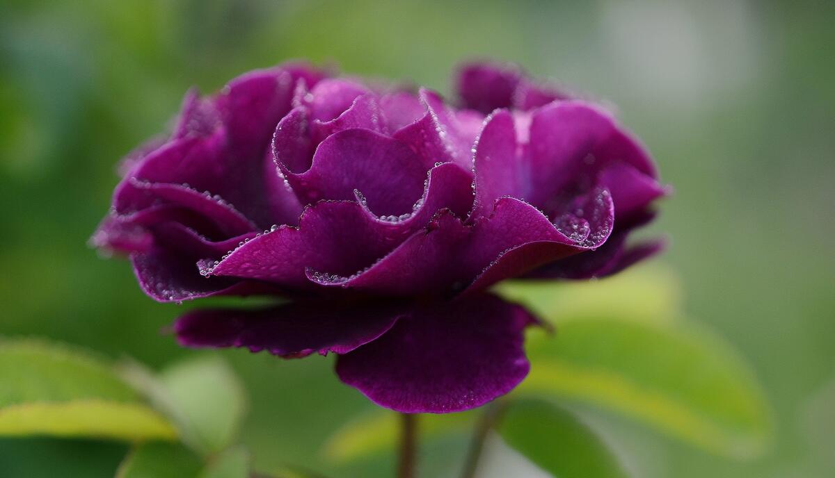 Темно-фиолетовый цветок
