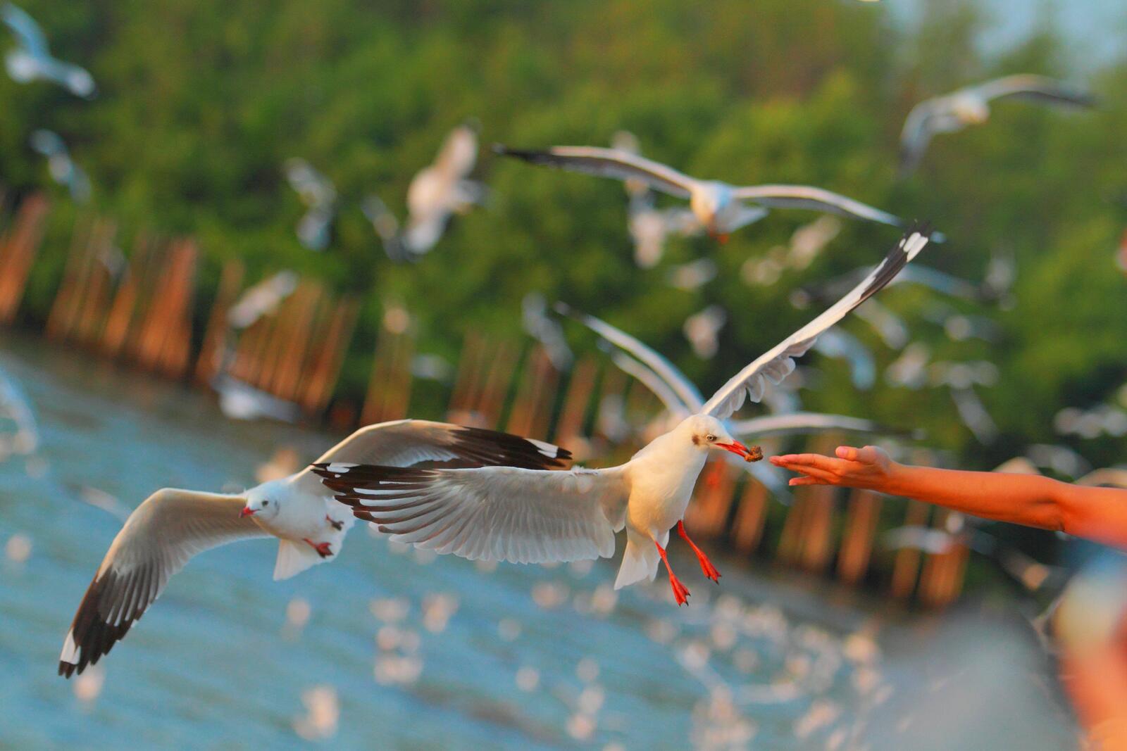 Бесплатное фото Морские чайки кушают прямо из рук людей