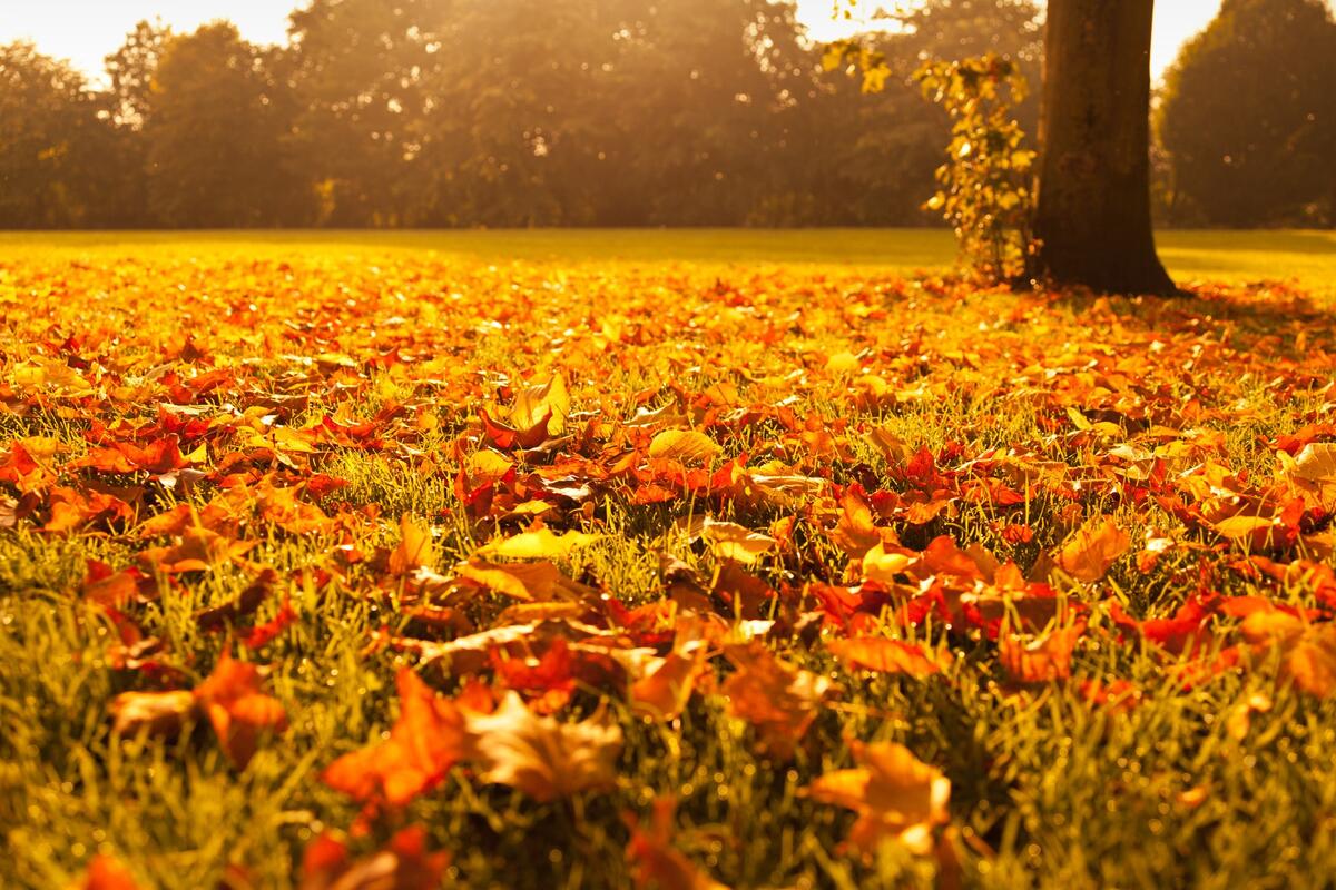 Осенние опавшие листья в парке