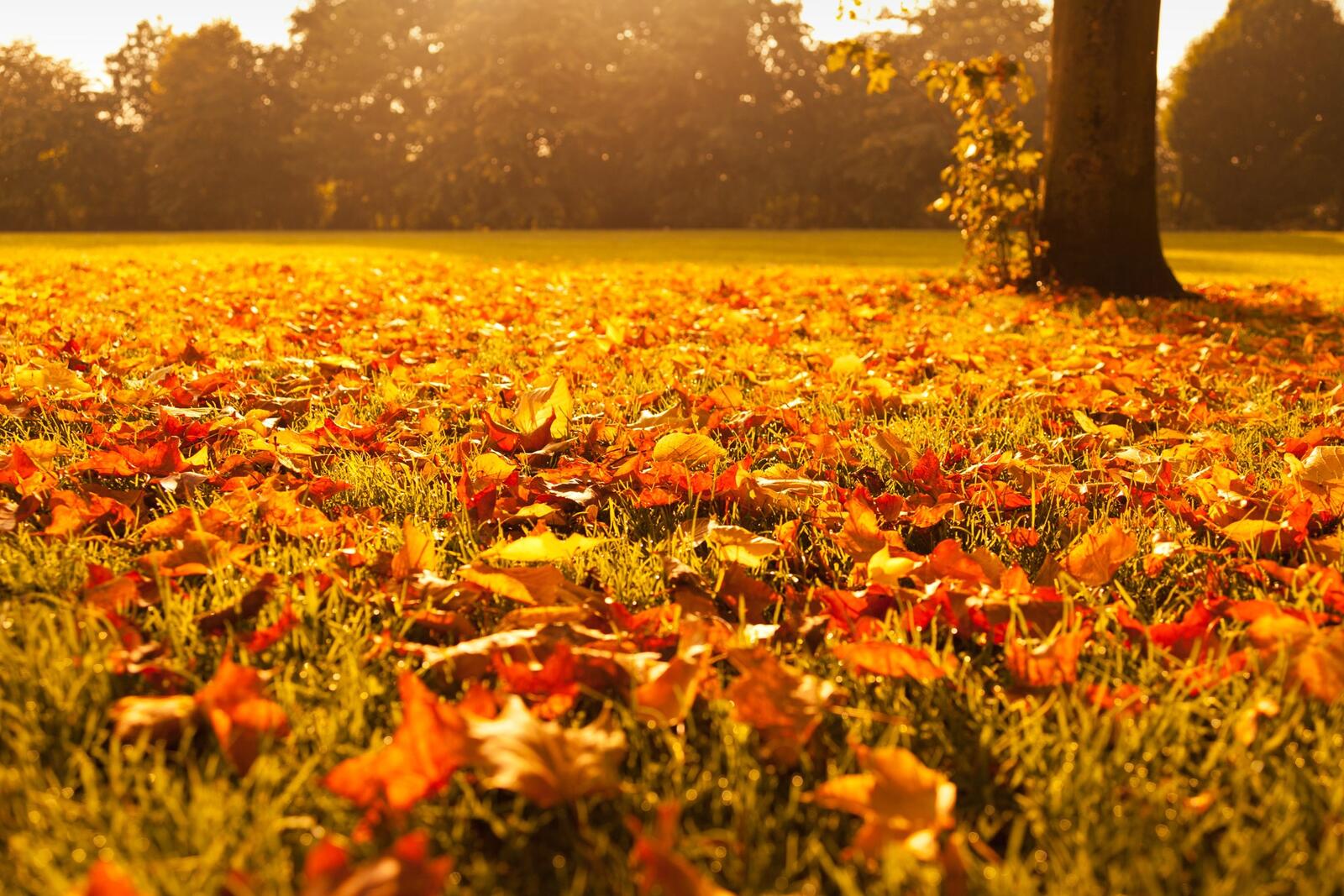 免费照片公园里的秋日落叶