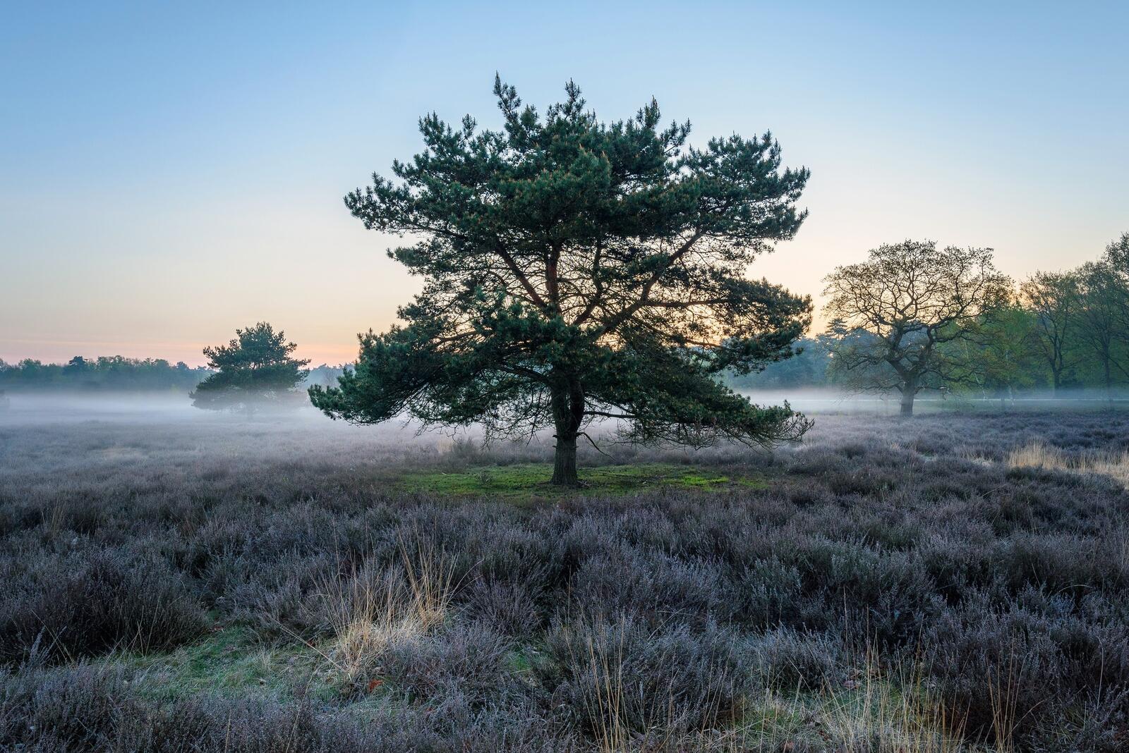 Бесплатное фото Туманное поле с редкими деревьями