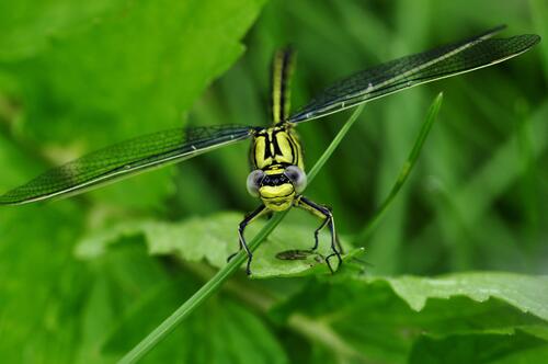 A yellow dragonfly sits on a green blade of grass.