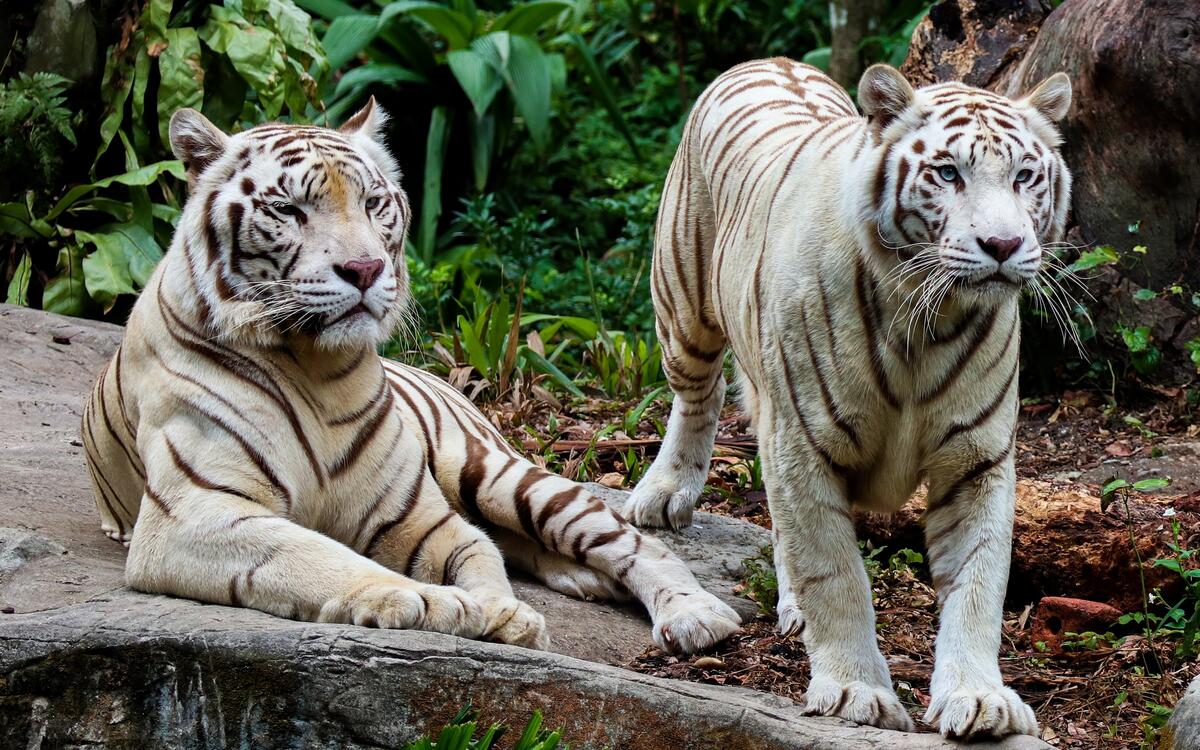 Два белых тигра наблюдают за посетителями