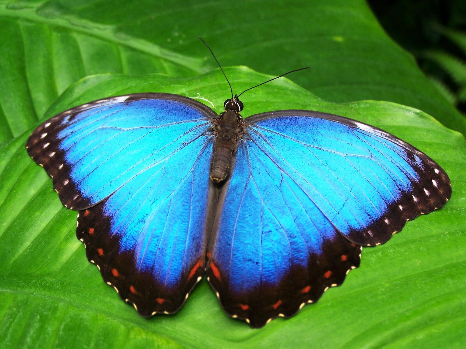 Голубокрылая бабочка