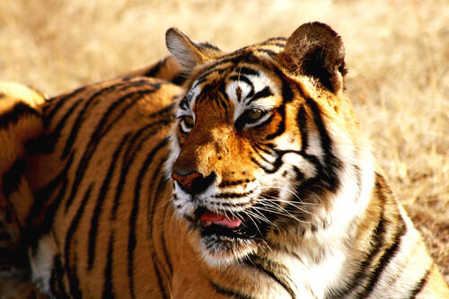 Тигр дышит ртом