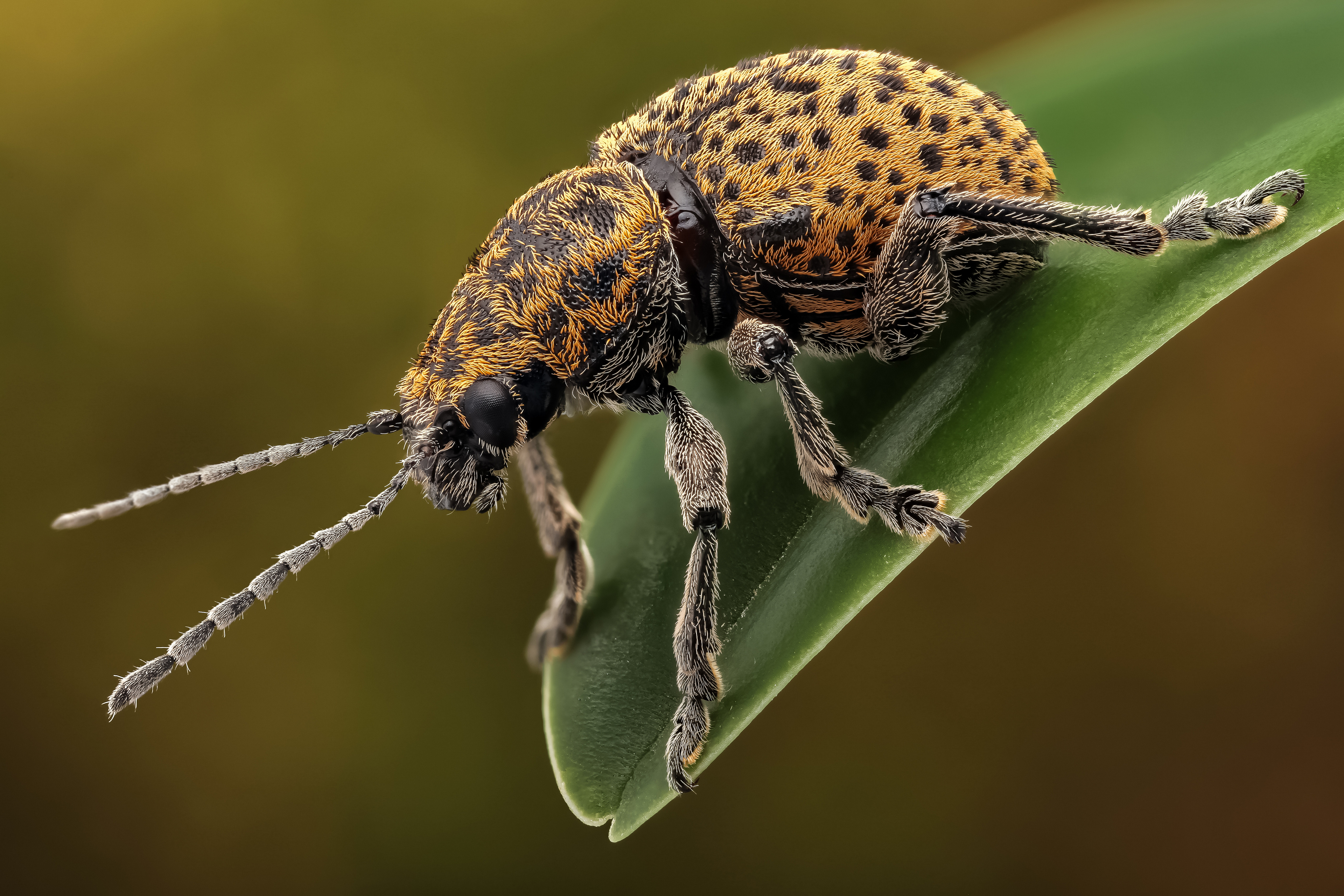 免费照片绿叶上的斑纹甲虫特写