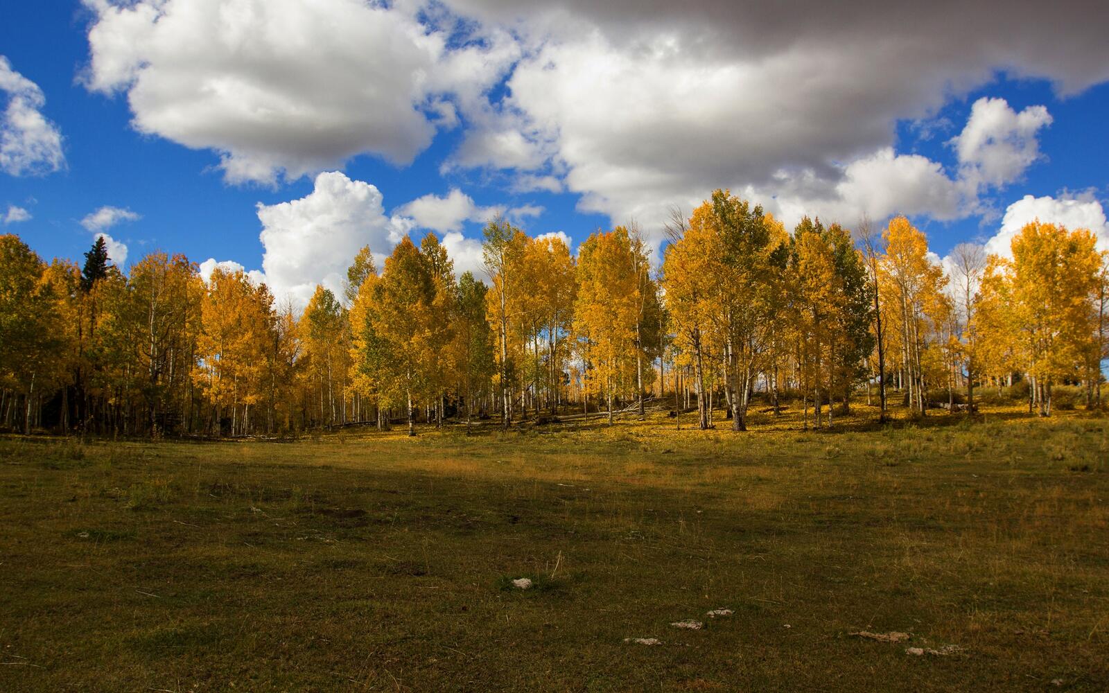 Free photo Autumn birch grove by the field
