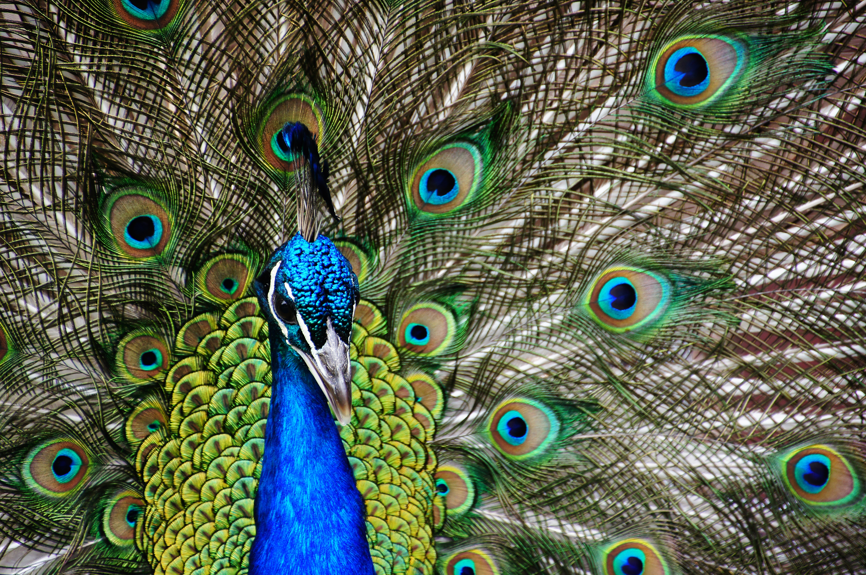 Wallpapers bird beak feather on the desktop