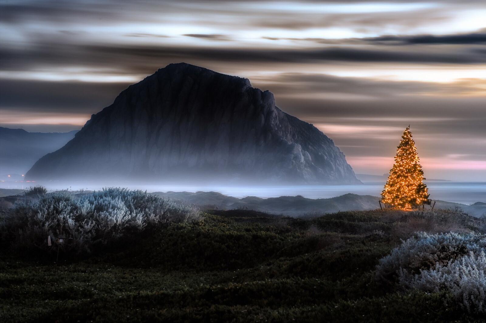 Бесплатное фото Светящаяся елка в дикой природе