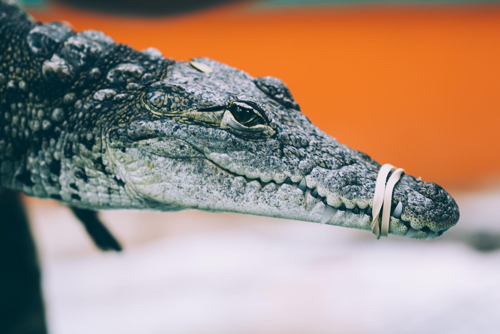 Бесплатное фото Крокодил с завязанной пастью