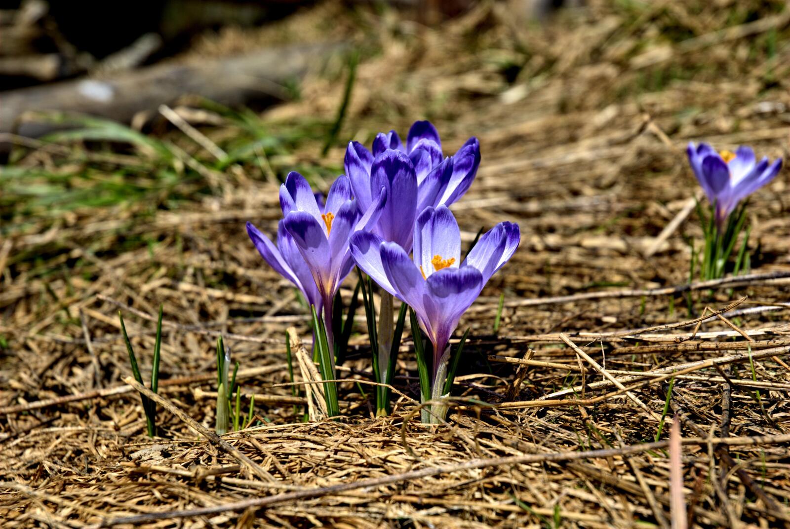 Бесплатное фото Весенние цветы крокуса под лучами солнца