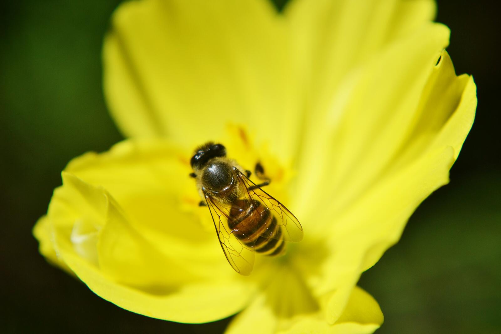 Free photo A wasp on a yellow flower