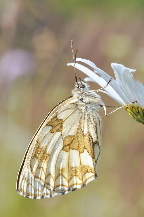 A white moth on a white flower.