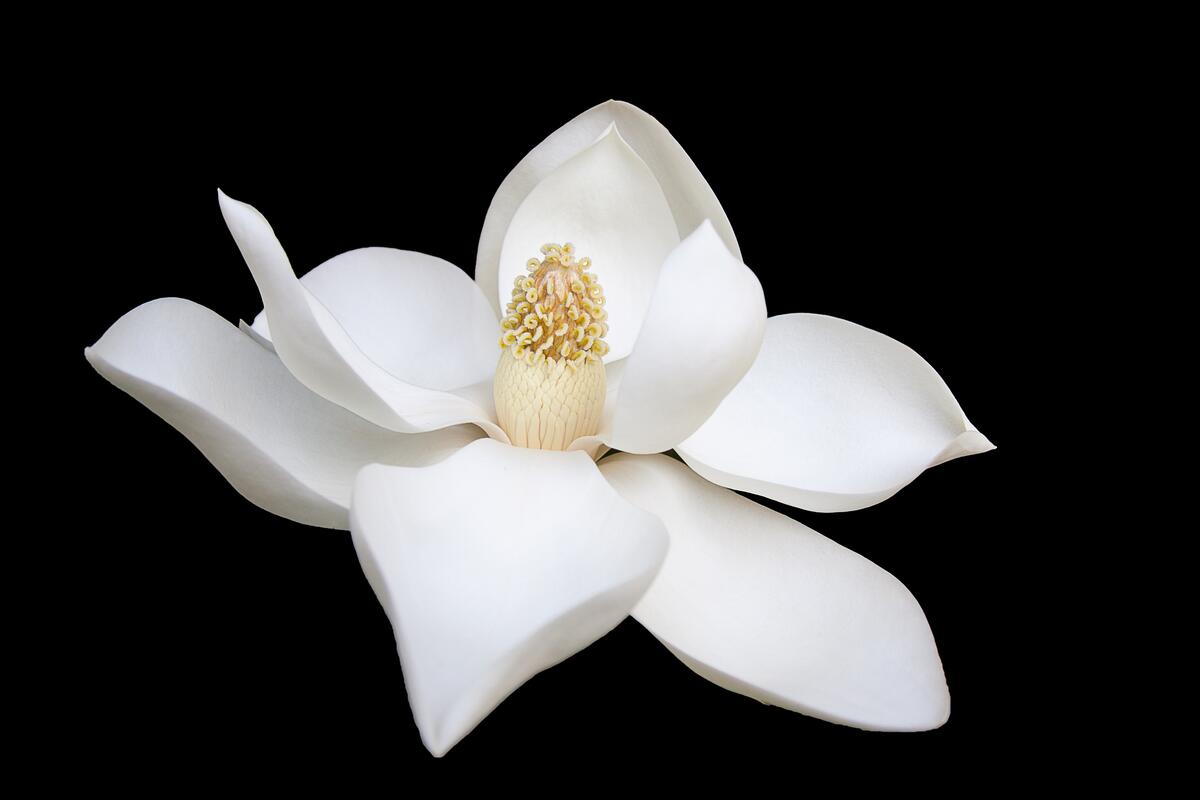 Белый цветочек с нежными лепестками на черном фоне