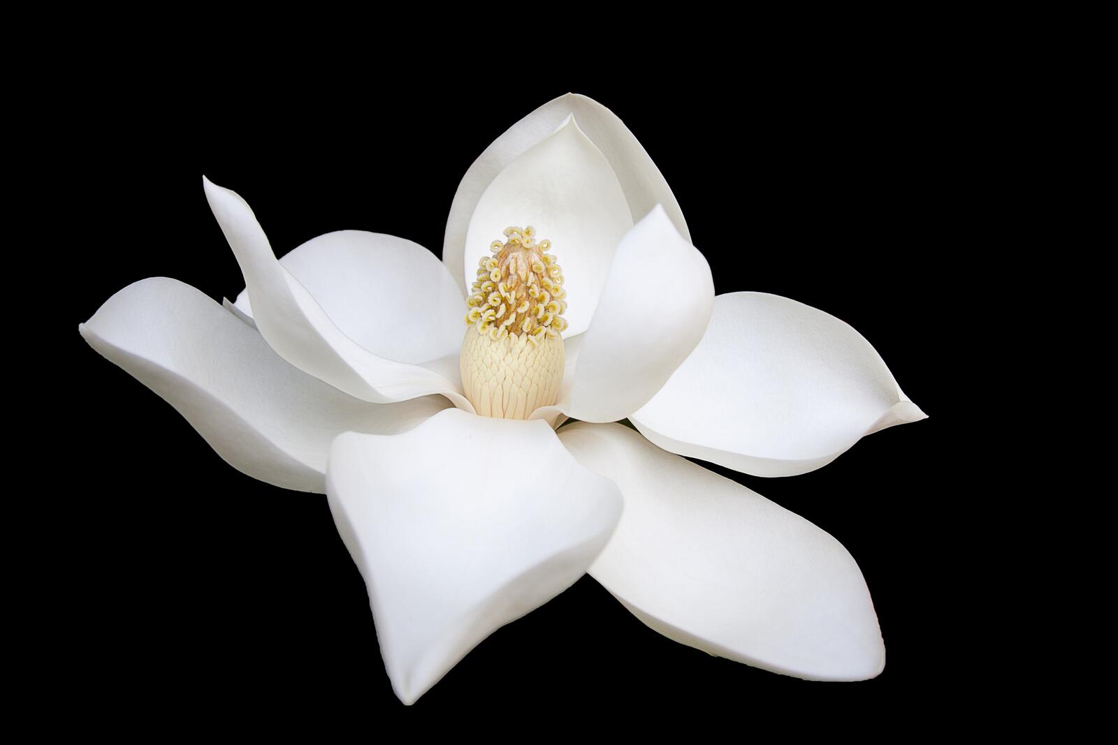 Бесплатное фото Белый цветочек с нежными лепестками на черном фоне