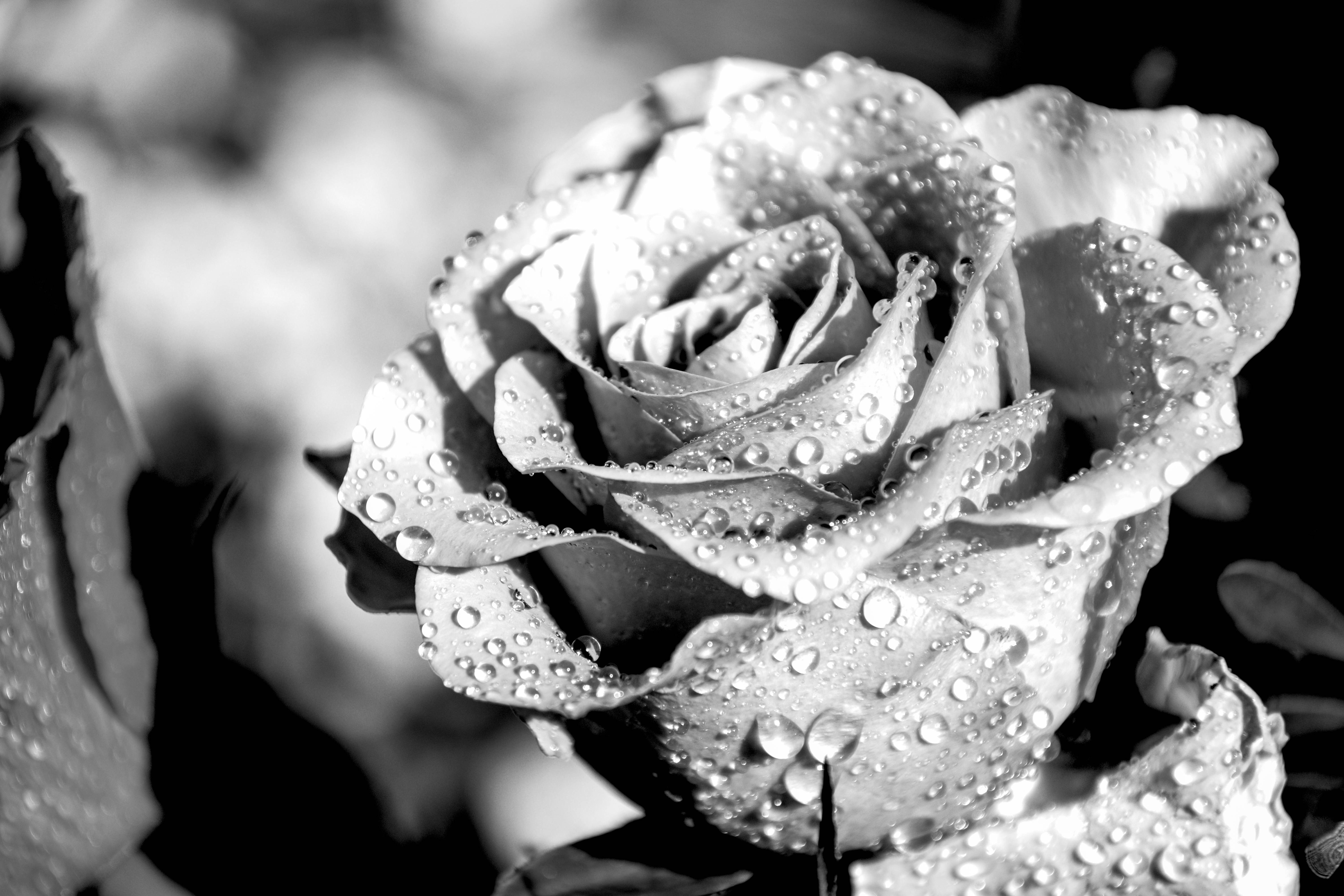 Монохромное фото бутона розы с каплями дождя
