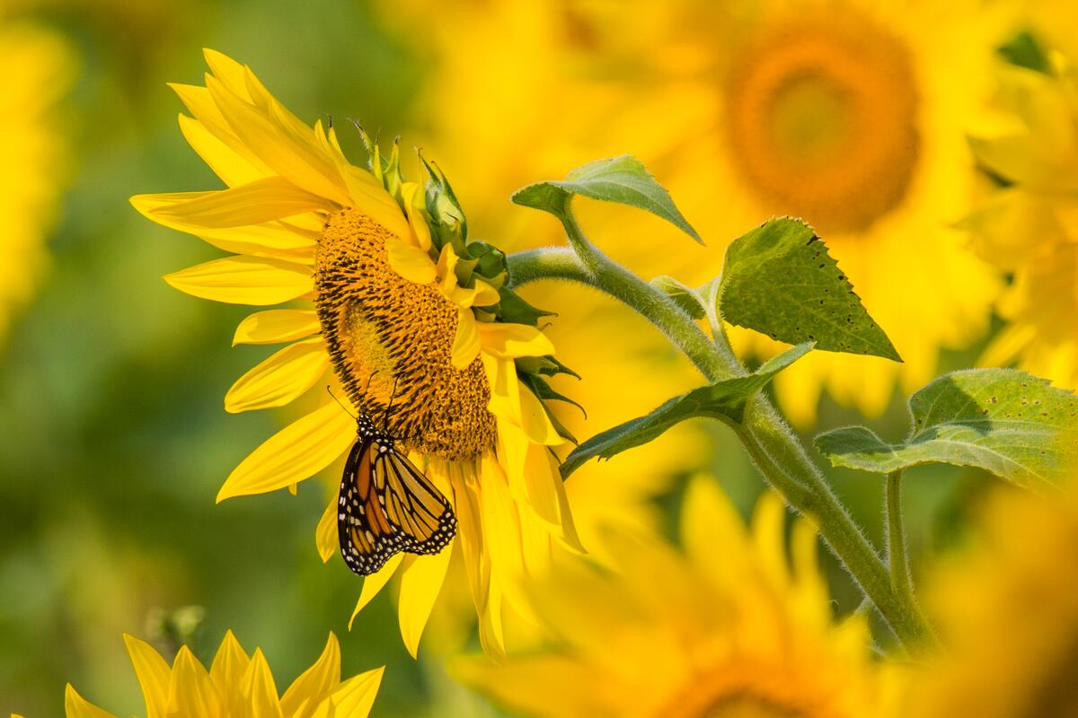 A butterfly sits on a sunflower.