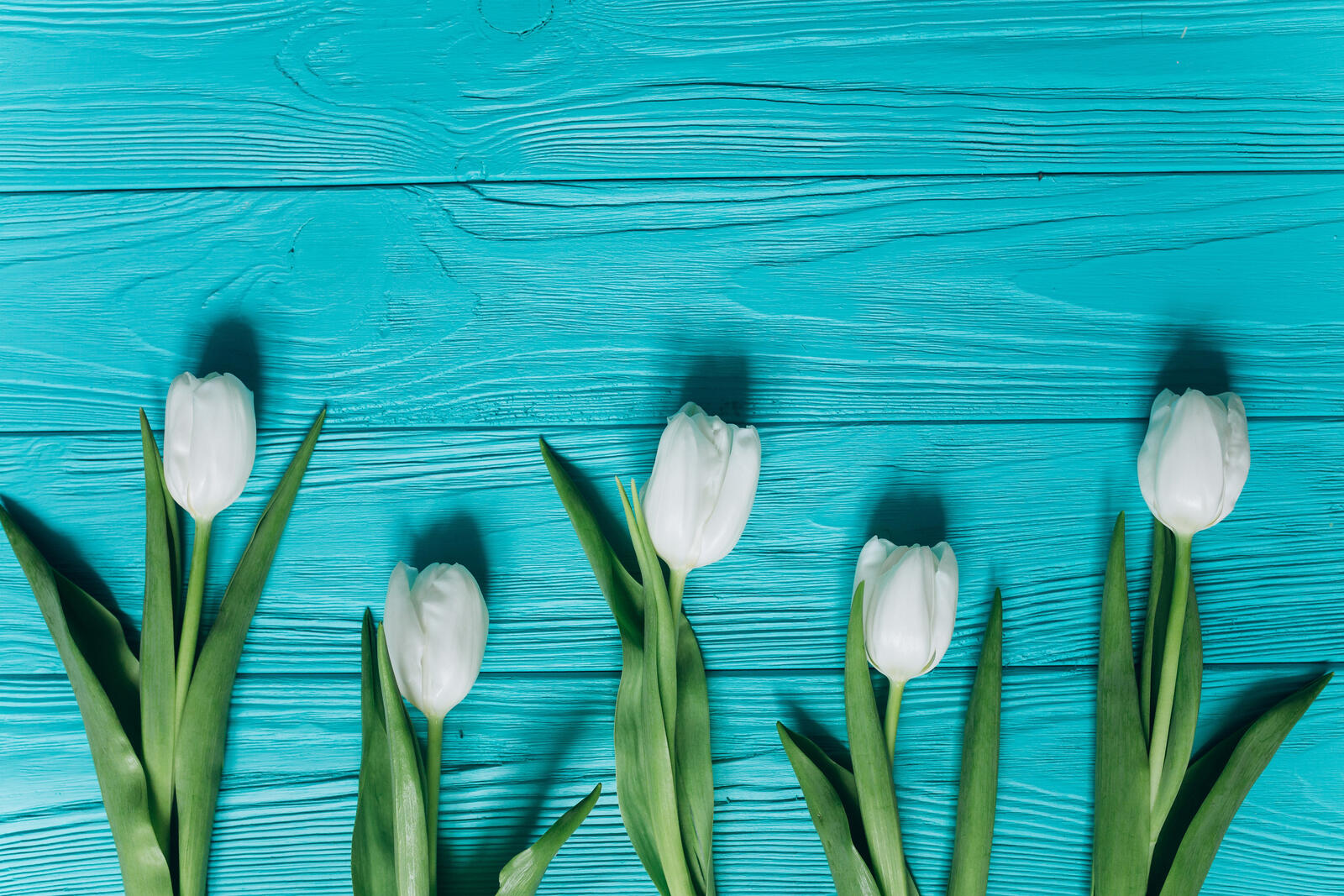 Wallpapers wallpaper white tulips leaves aqua table on the desktop