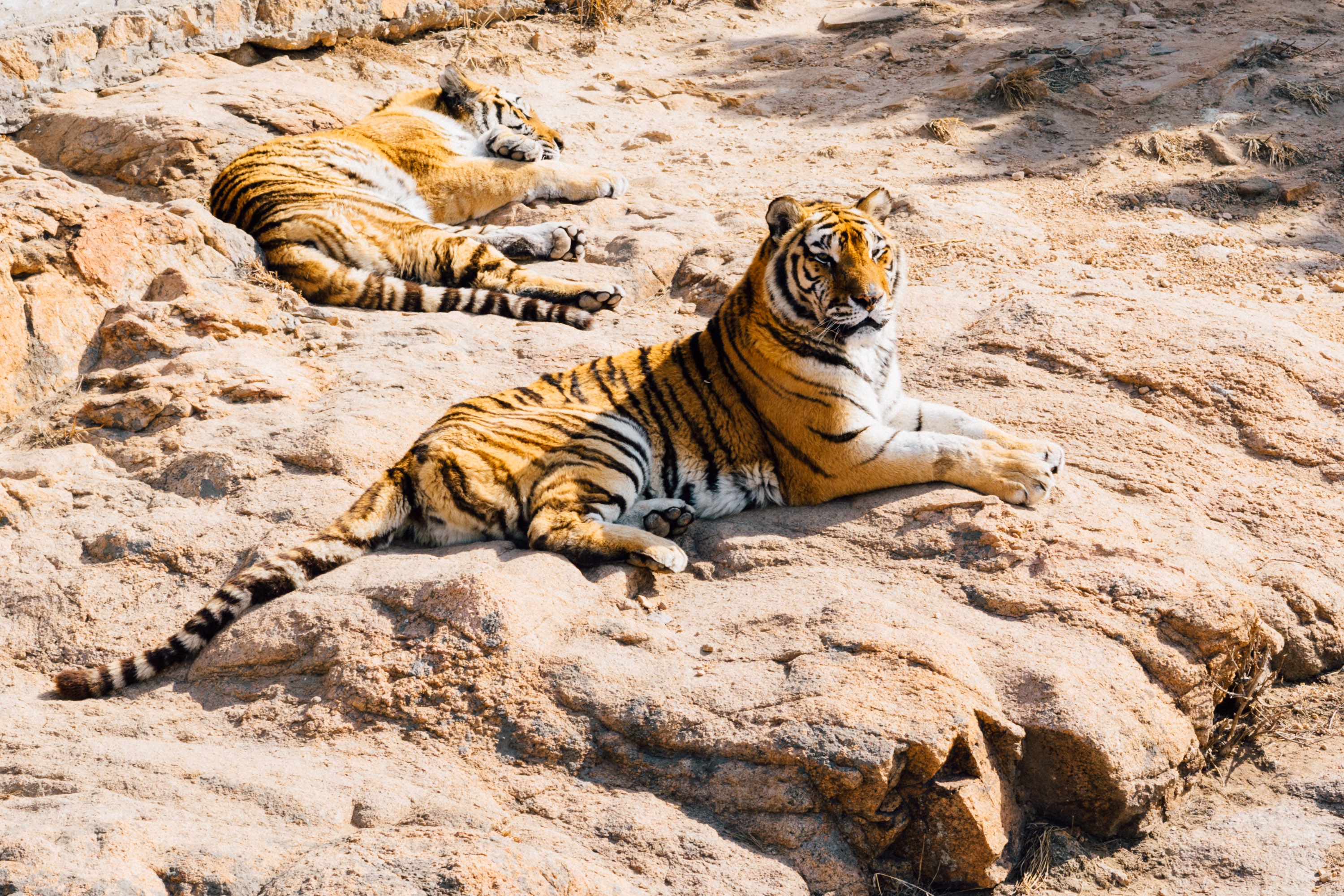 Тигры лежат под палящем солнцем