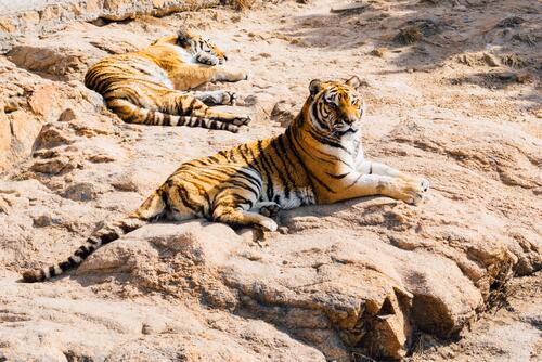 Tigers lying in the blazing sun.