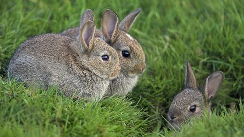 The rabbits are hiding in the green grass