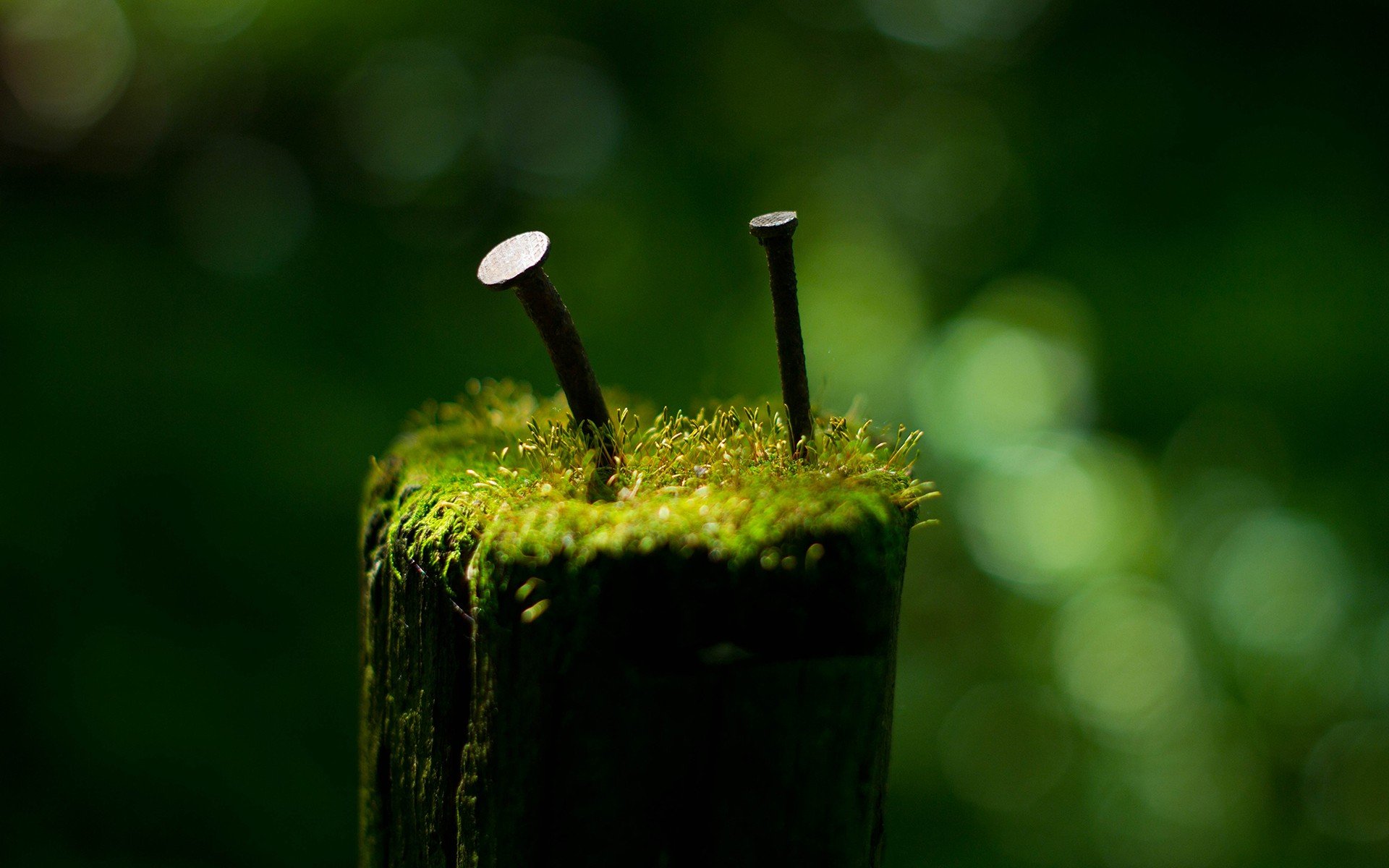 Moss sprouted in a wooden fence.