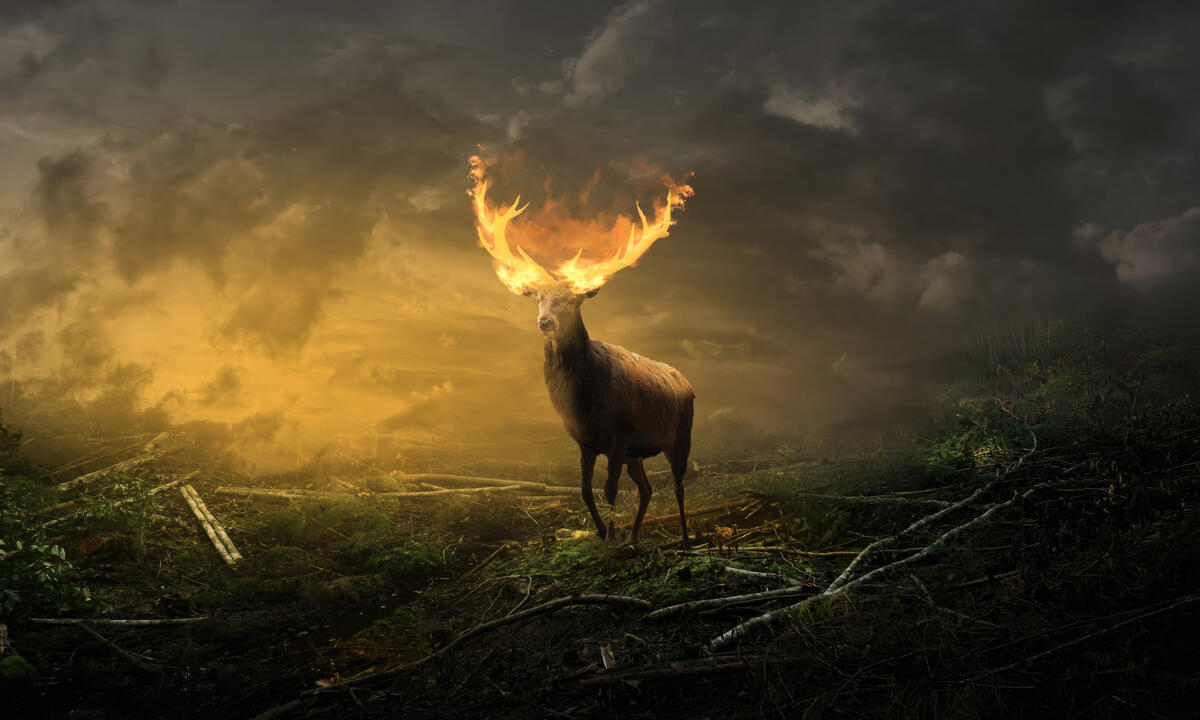 A deer with barking antlers in a smoky field