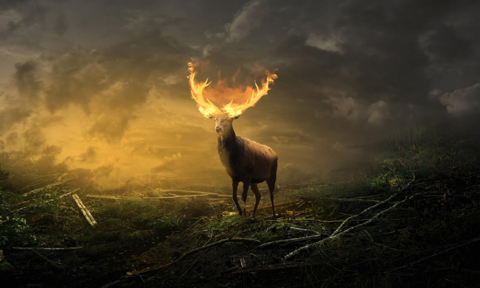 Free photo A deer with barking antlers in a smoky field