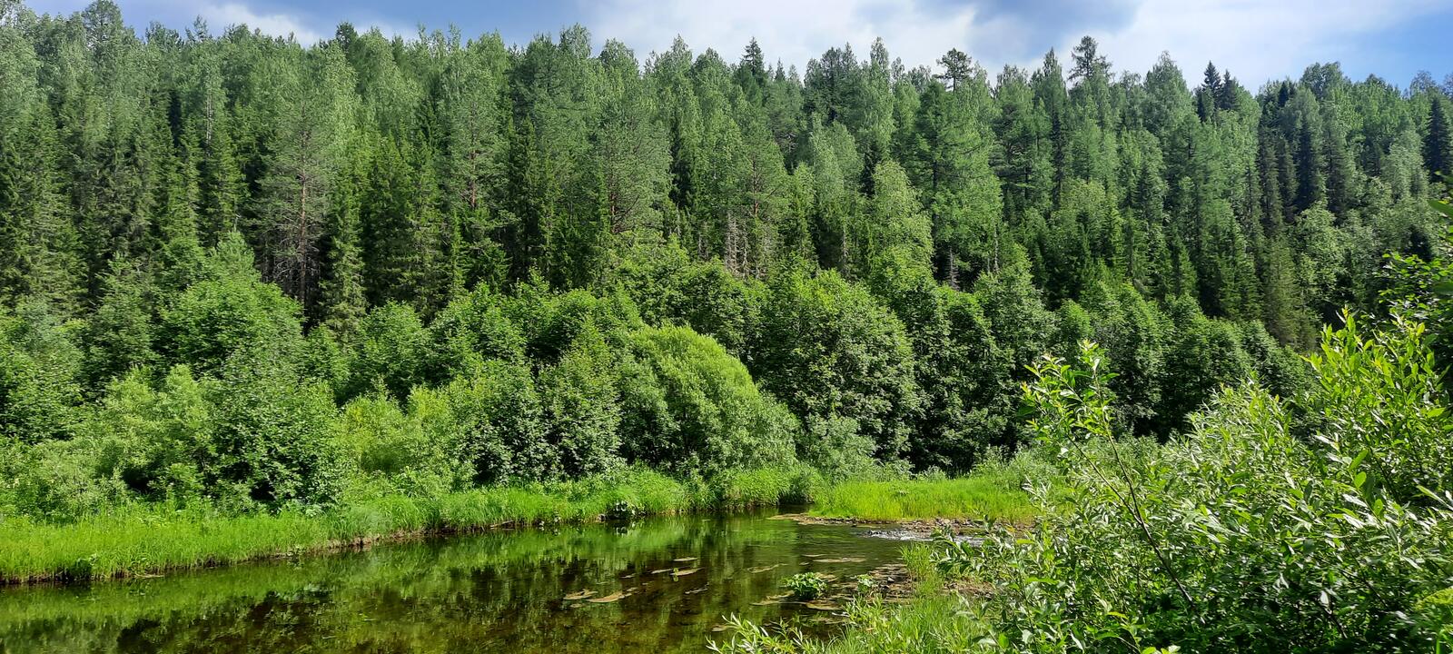 免费照片河流-森林-水