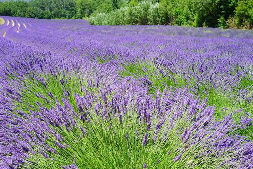 A field near the forest with purple lavender flowers