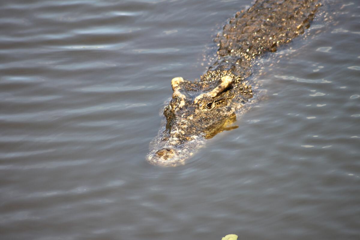 Crocodile floating on the water