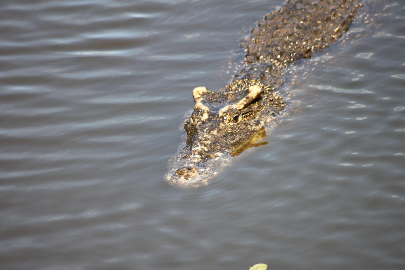 Free photo Crocodile floating on the water