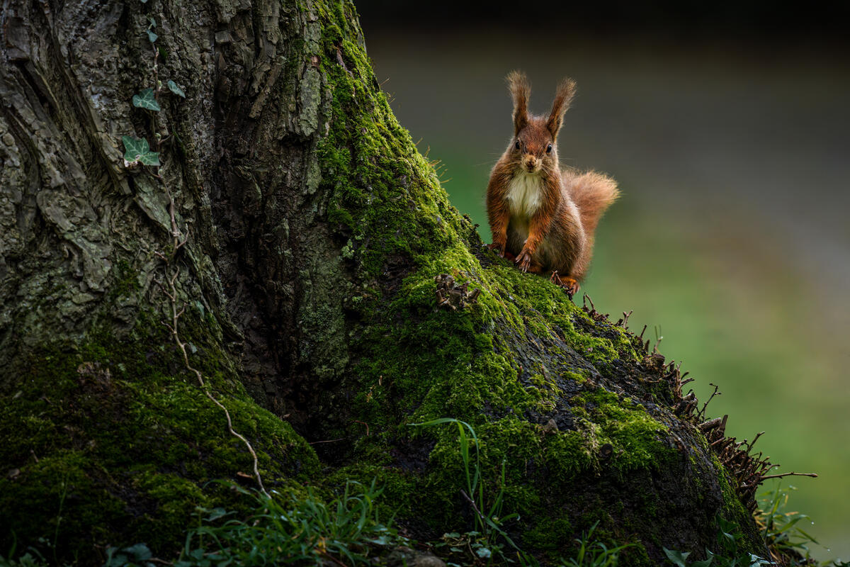 A squirrel sits on a tree covered with moss