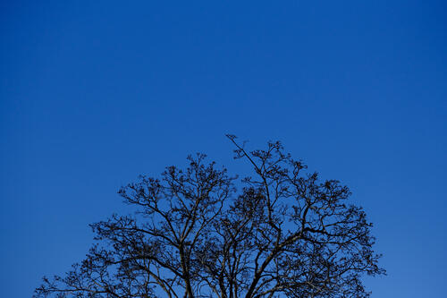 Ветви деревьев на синем небе