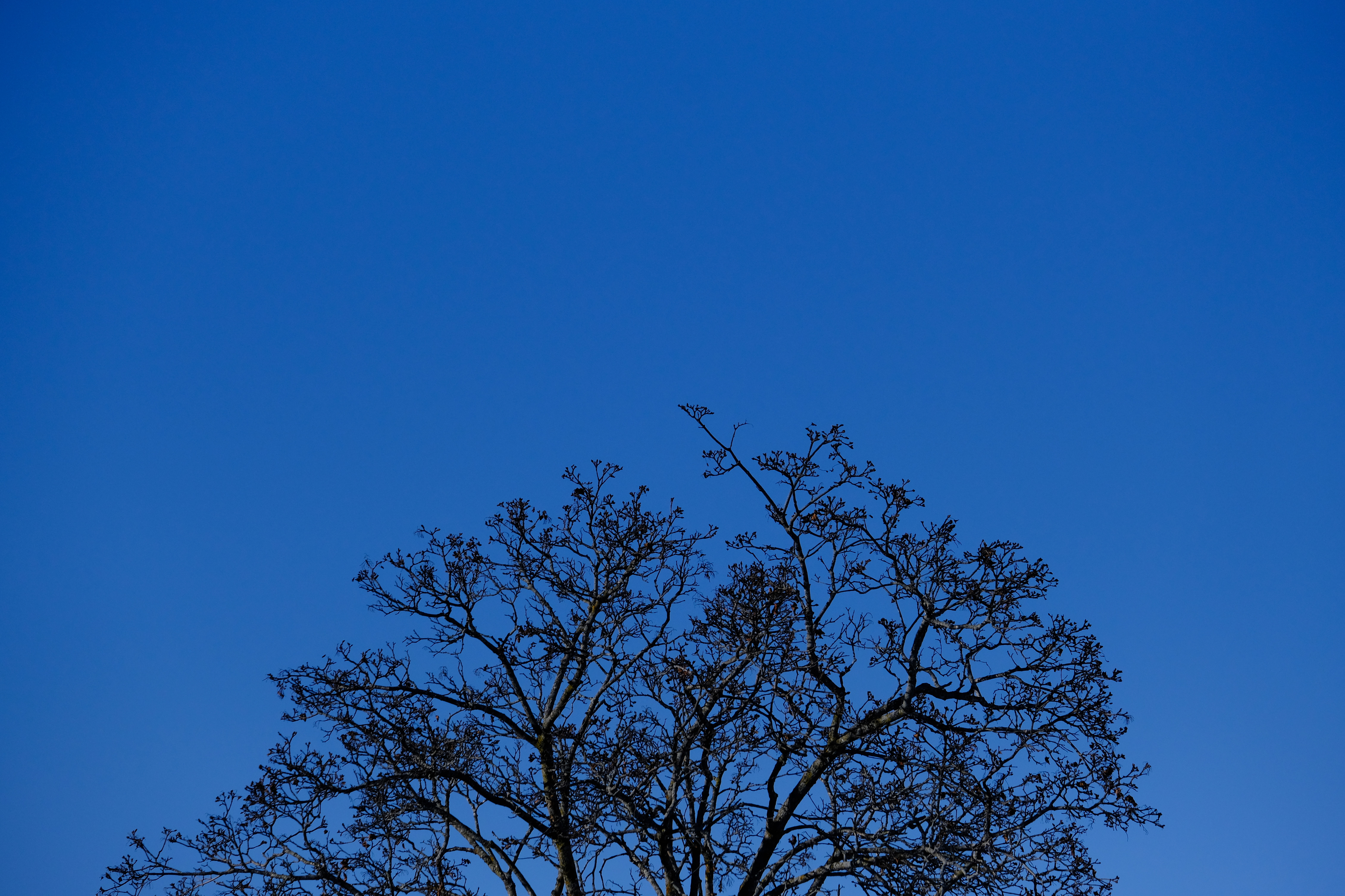 Бесплатное фото Ветви деревьев на синем небе