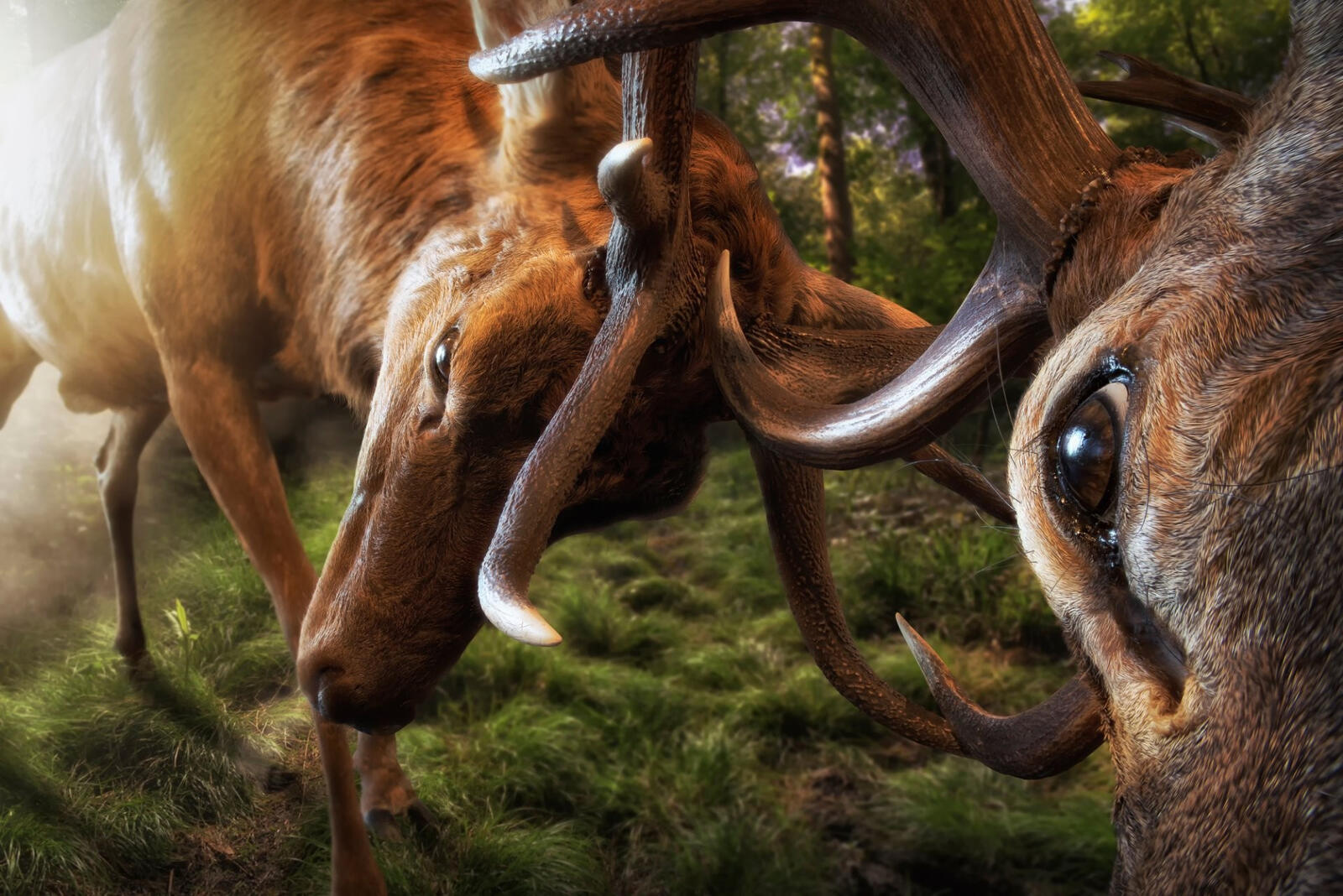 Free photo A battle between two reindeer