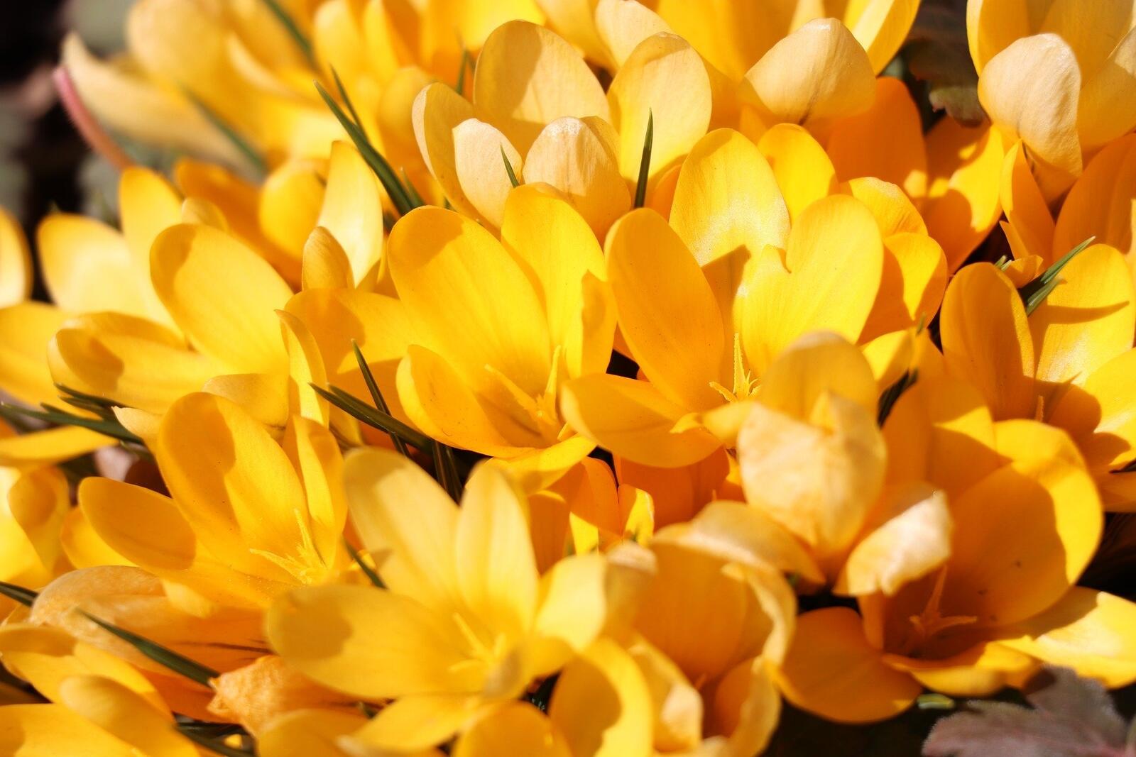 免费照片大量的黄色花瓣的花朵
