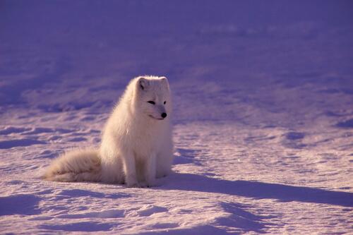 A white fluffy fox in the tundra