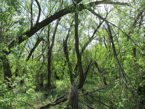 Густой зеленый лес на болоте
