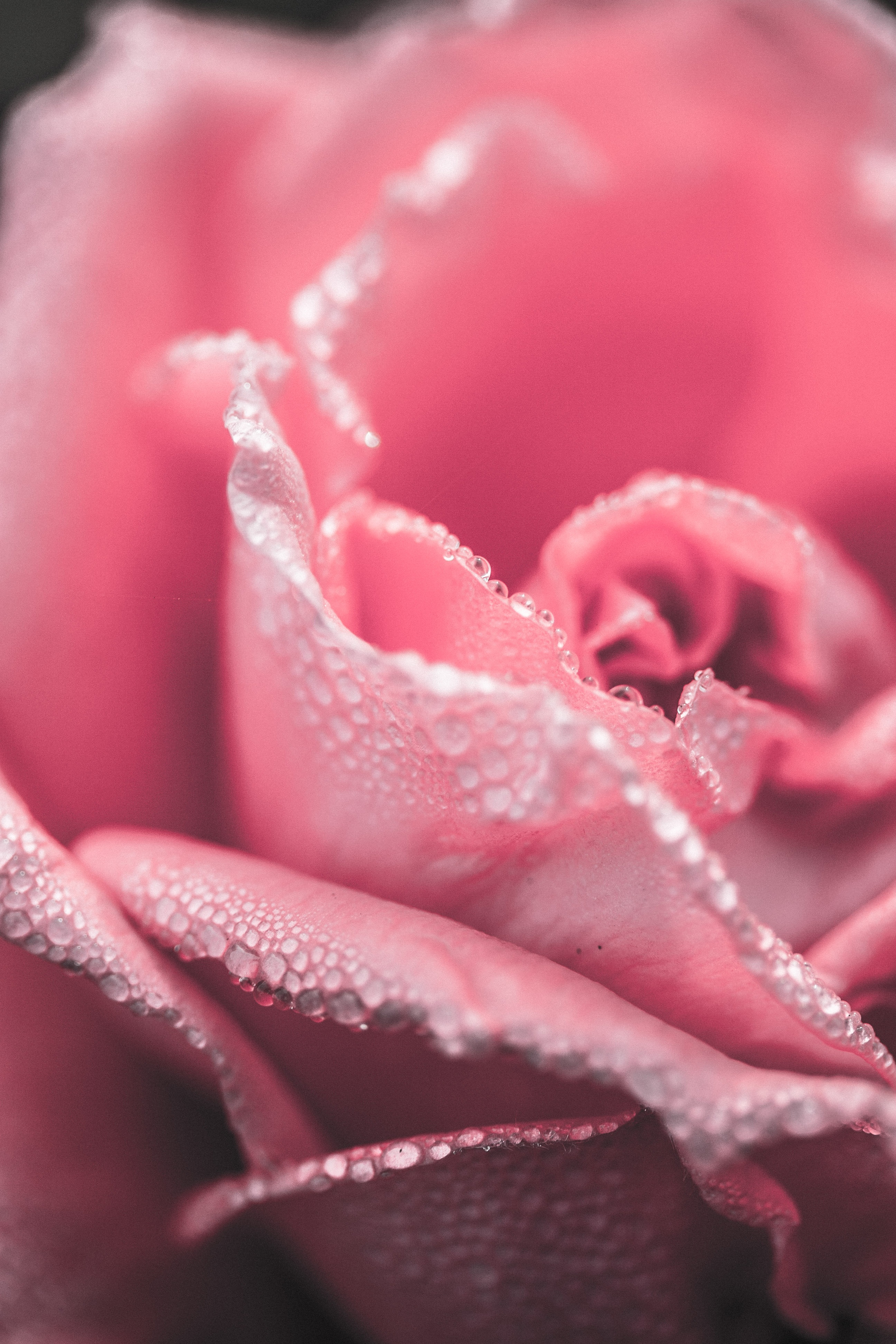 Роза с розовыми лепестками и каплями дождя