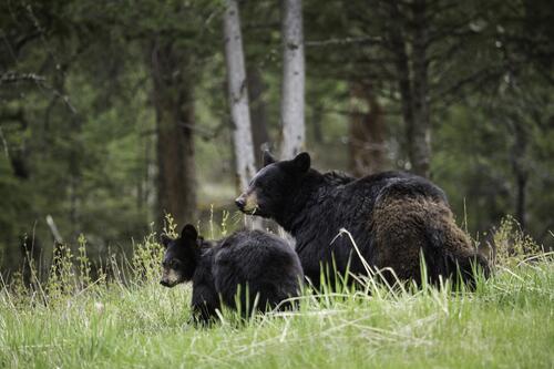 Медведица с детенышем гуляют по летней лужайке