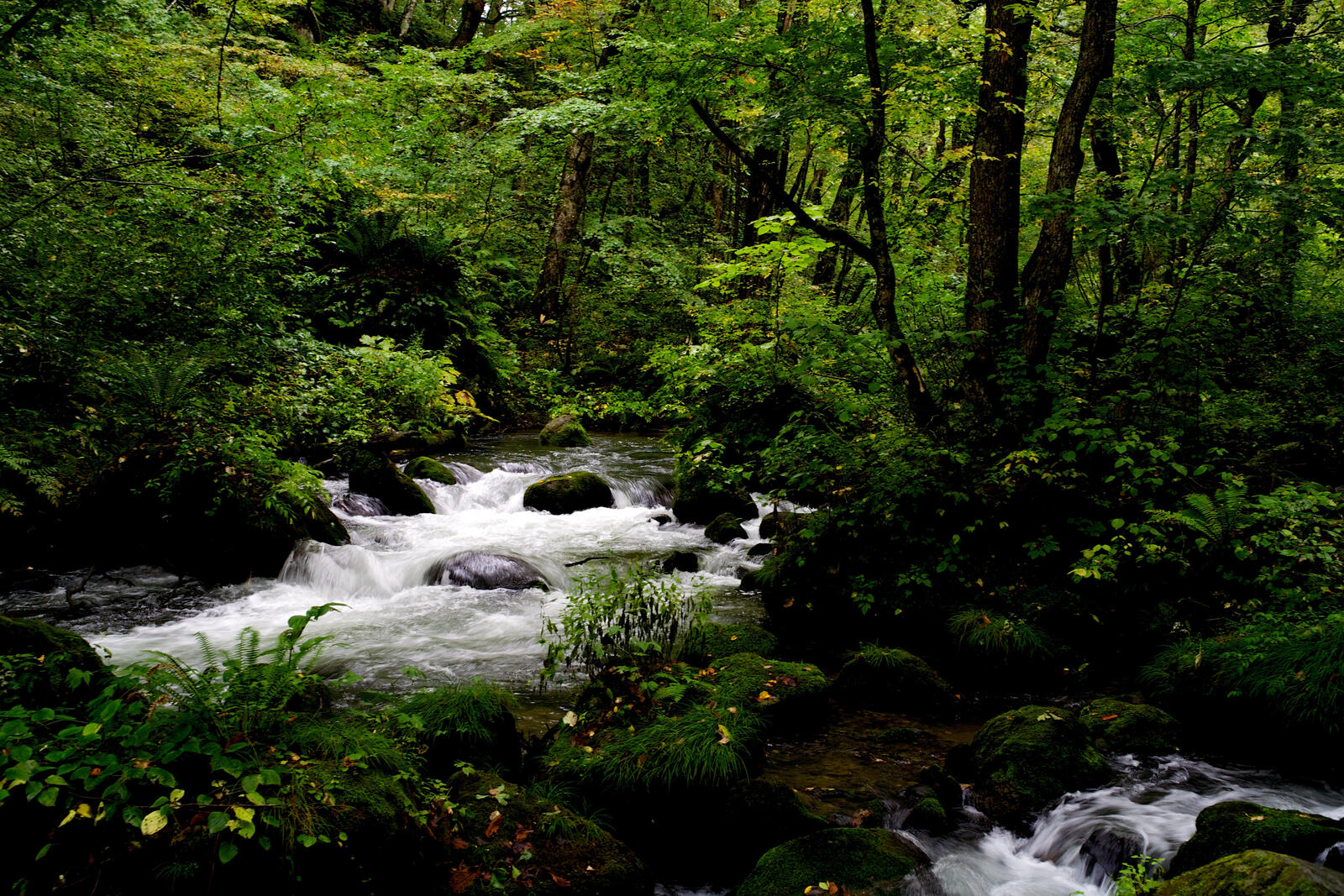 Free photo A stream in a green summer forest
