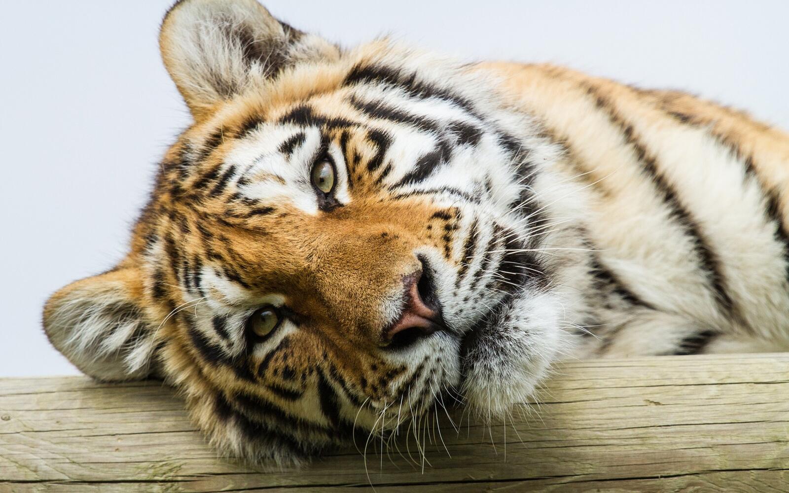 Бесплатное фото Сонный тигр
