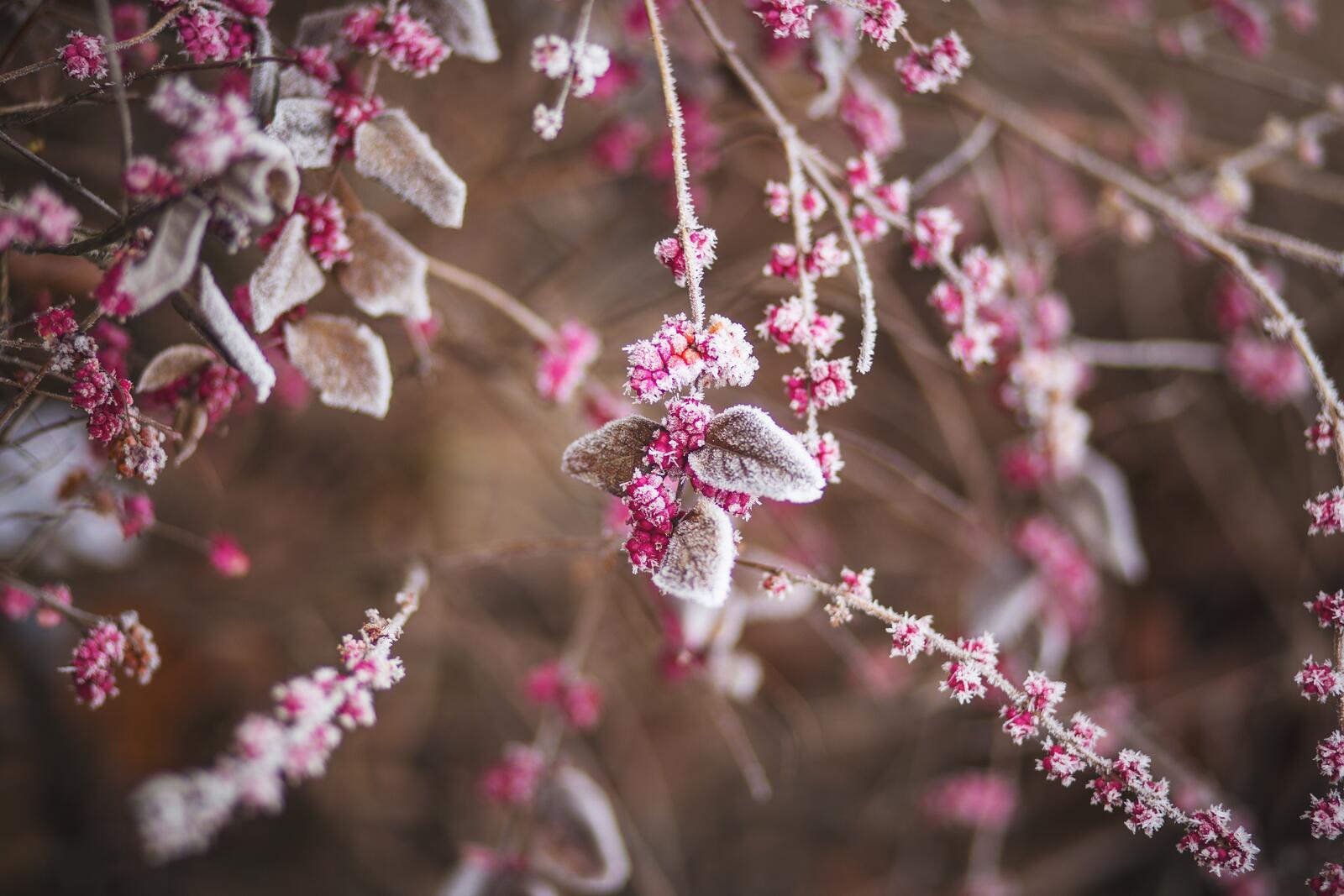 Бесплатное фото Кустик с розовыми цветочками