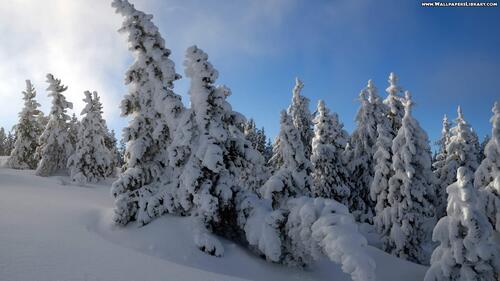 Большие сугробы снега на елках на склоне гор